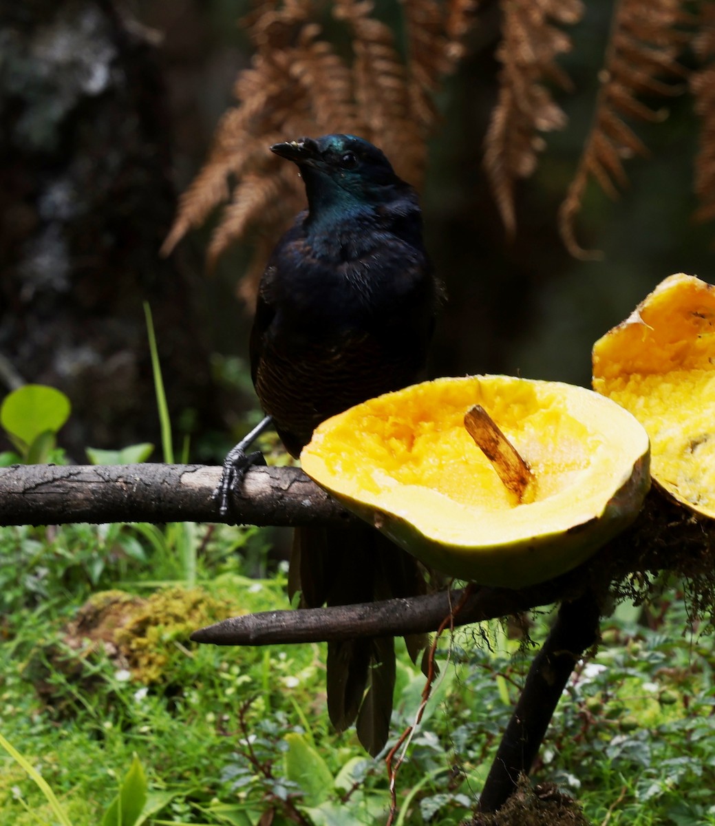 Ribbon-tailed Astrapia - ML643199359