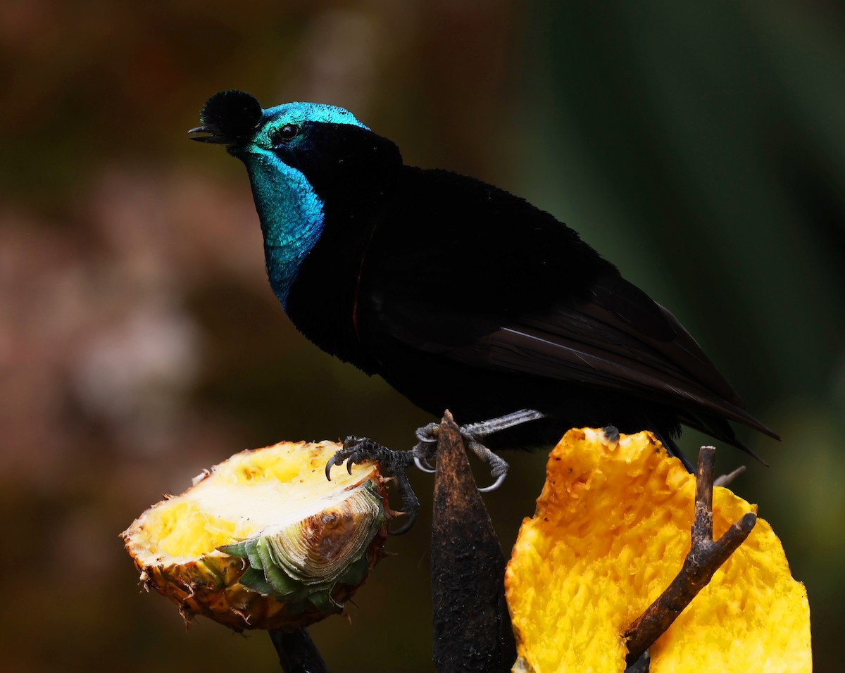 Ribbon-tailed Astrapia - ML643199360