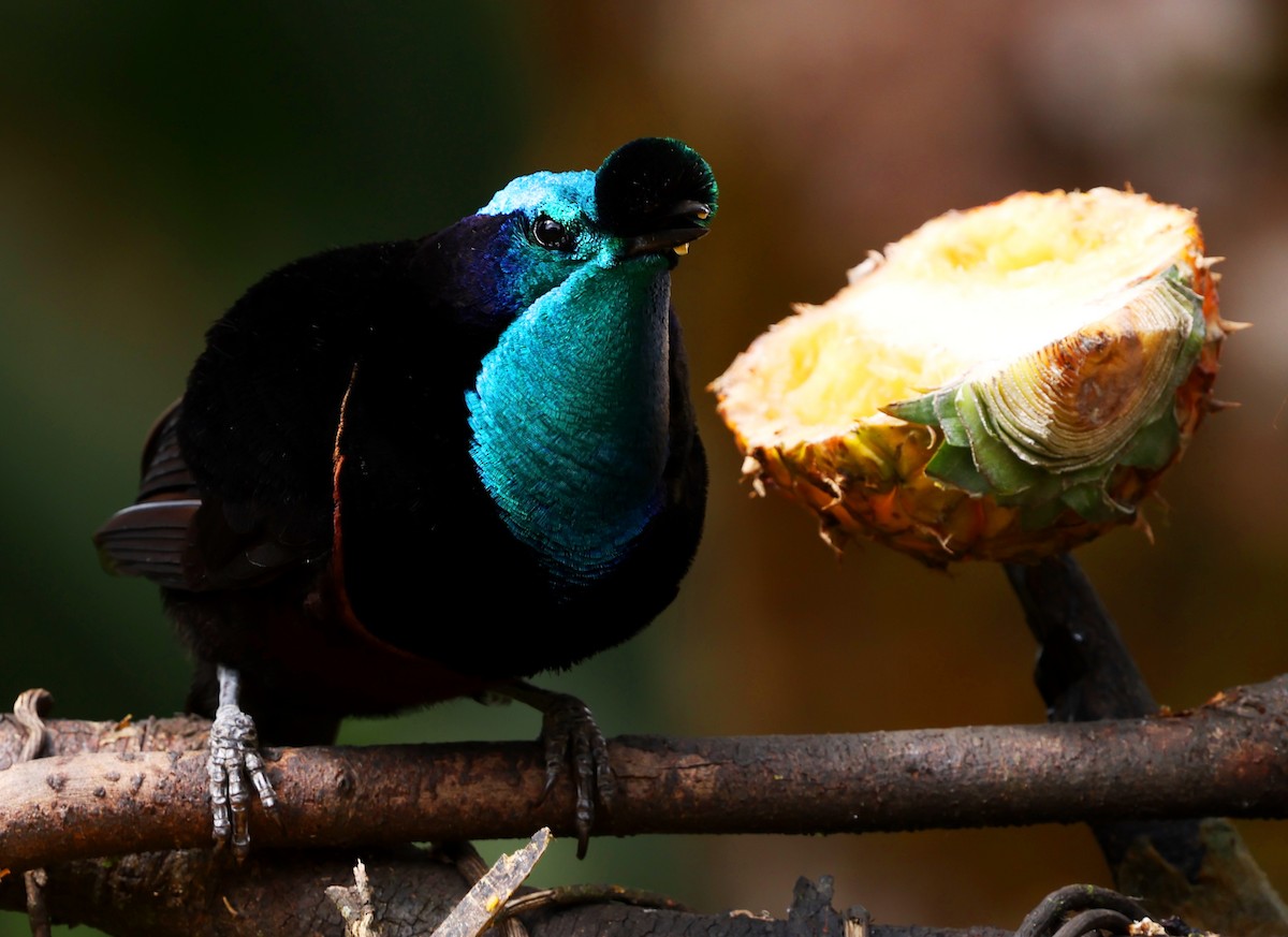Ribbon-tailed Astrapia - ML643199361