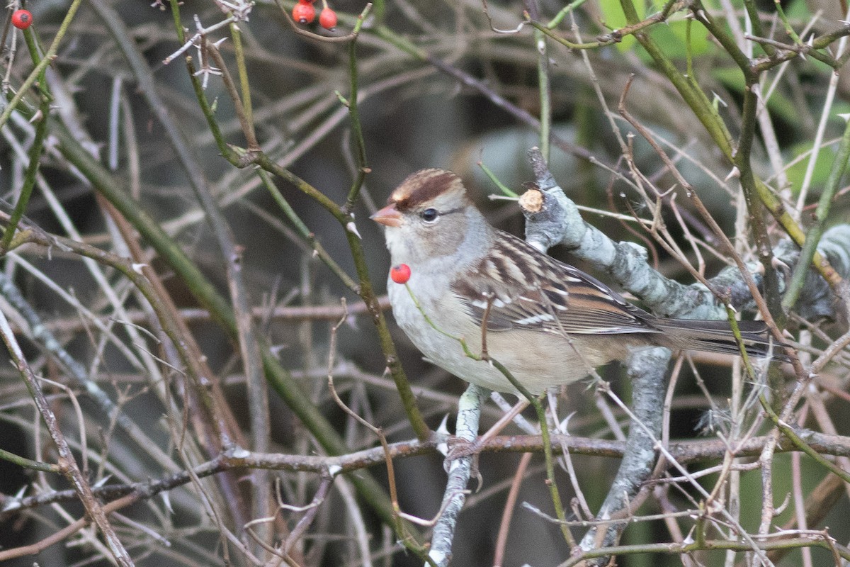 Porsuk Serçesi (leucophrys/oriantha) - ML643199362