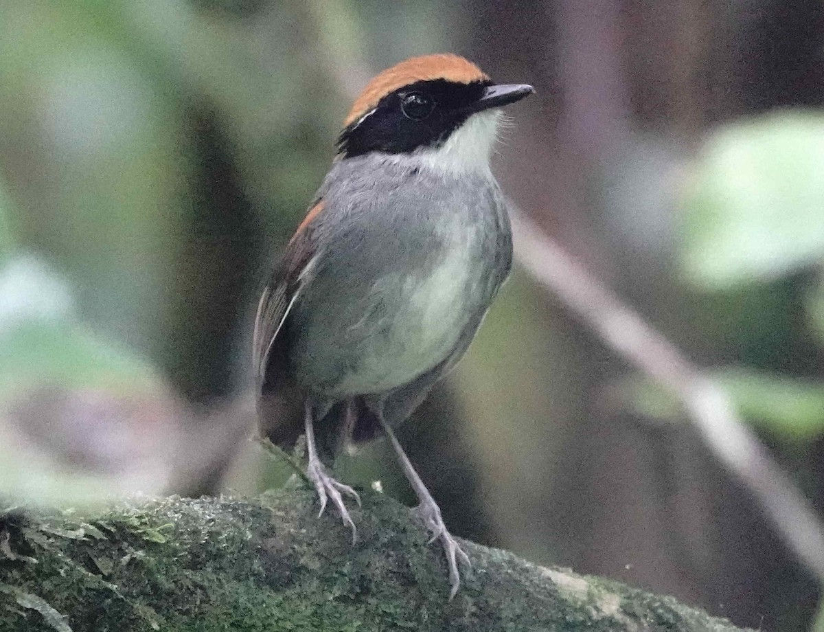 Black-cheeked Gnateater - ML643199375