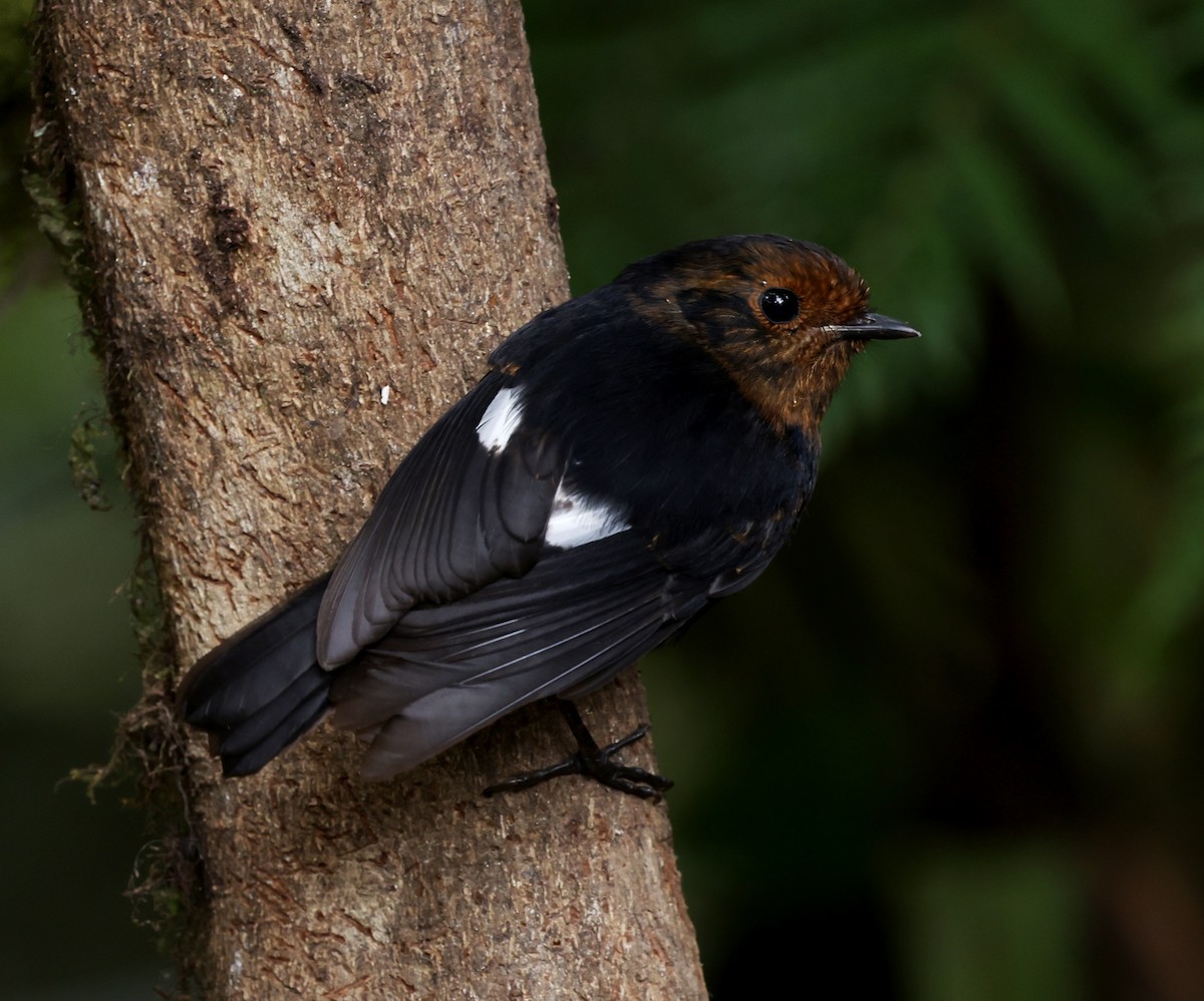 White-winged Robin - ML643199378