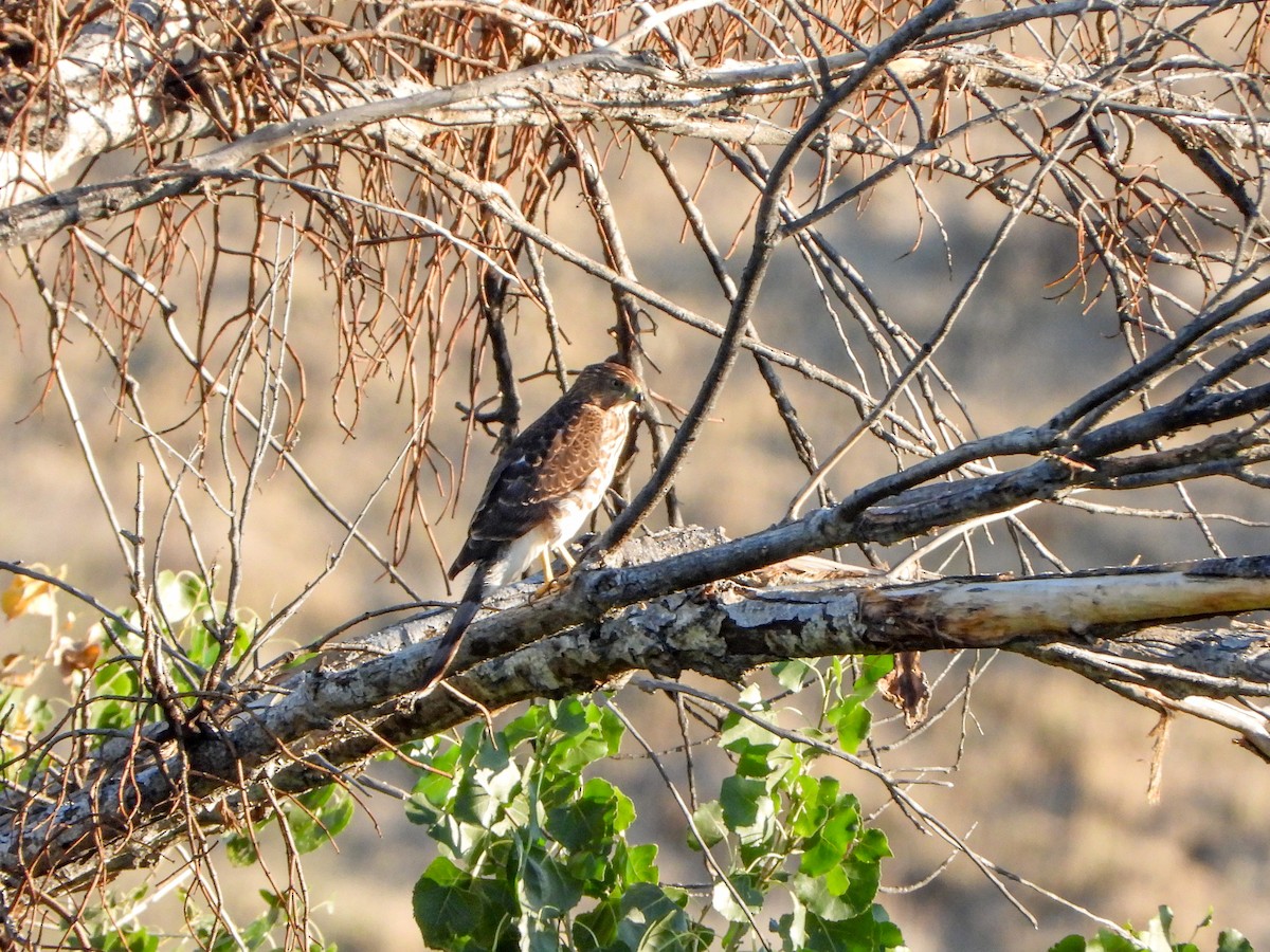 Cooper's Hawk - ML643199383