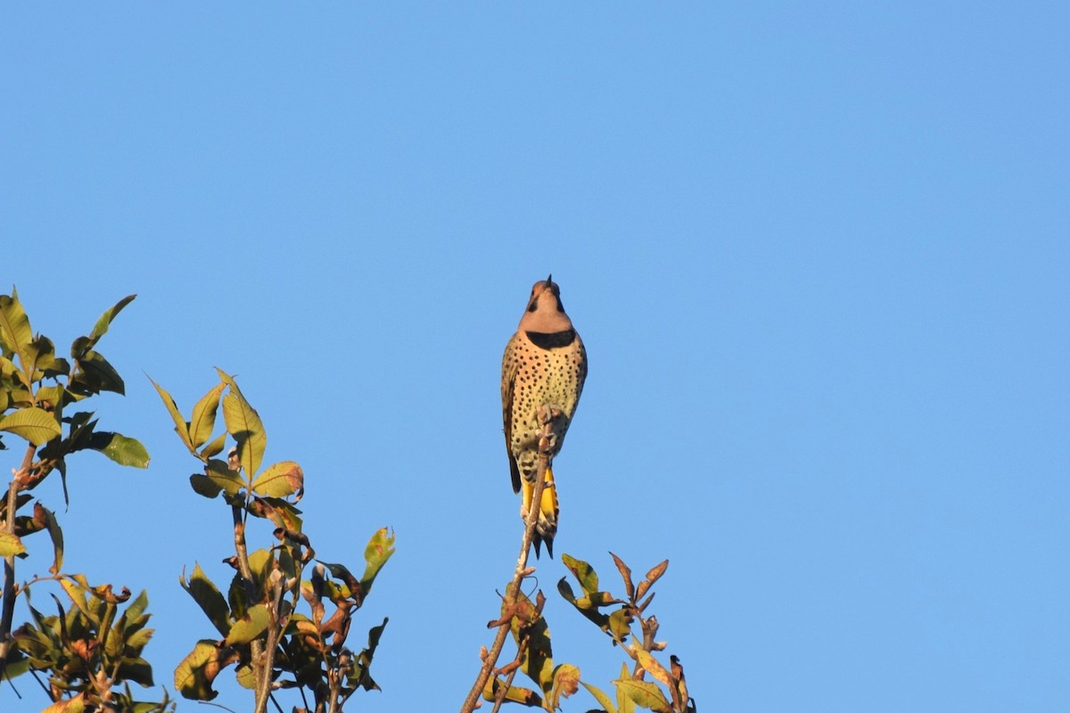 Northern Flicker - ML643199387