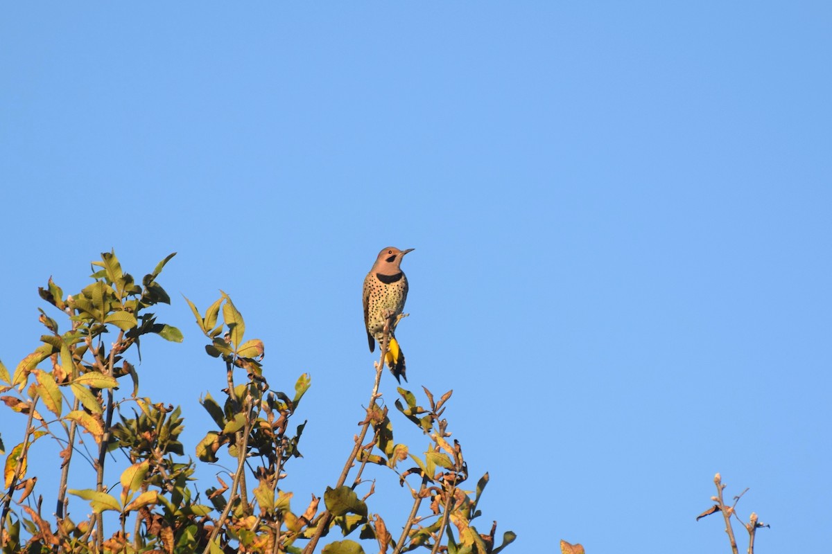 Northern Flicker - ML643199388