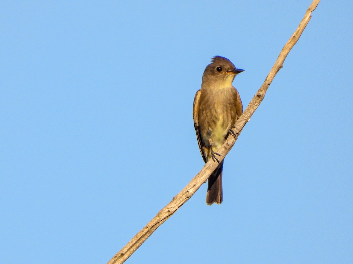 Western Wood-Pewee - ML643199392