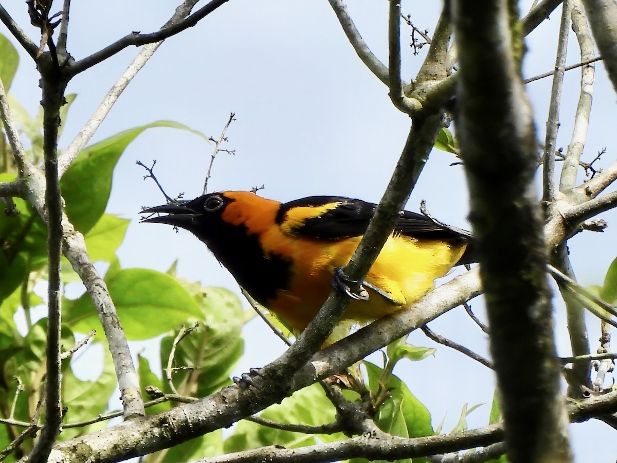 Orange-crowned Oriole - ML643199396