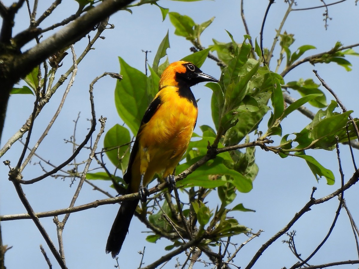 Orange-crowned Oriole - ML643199397