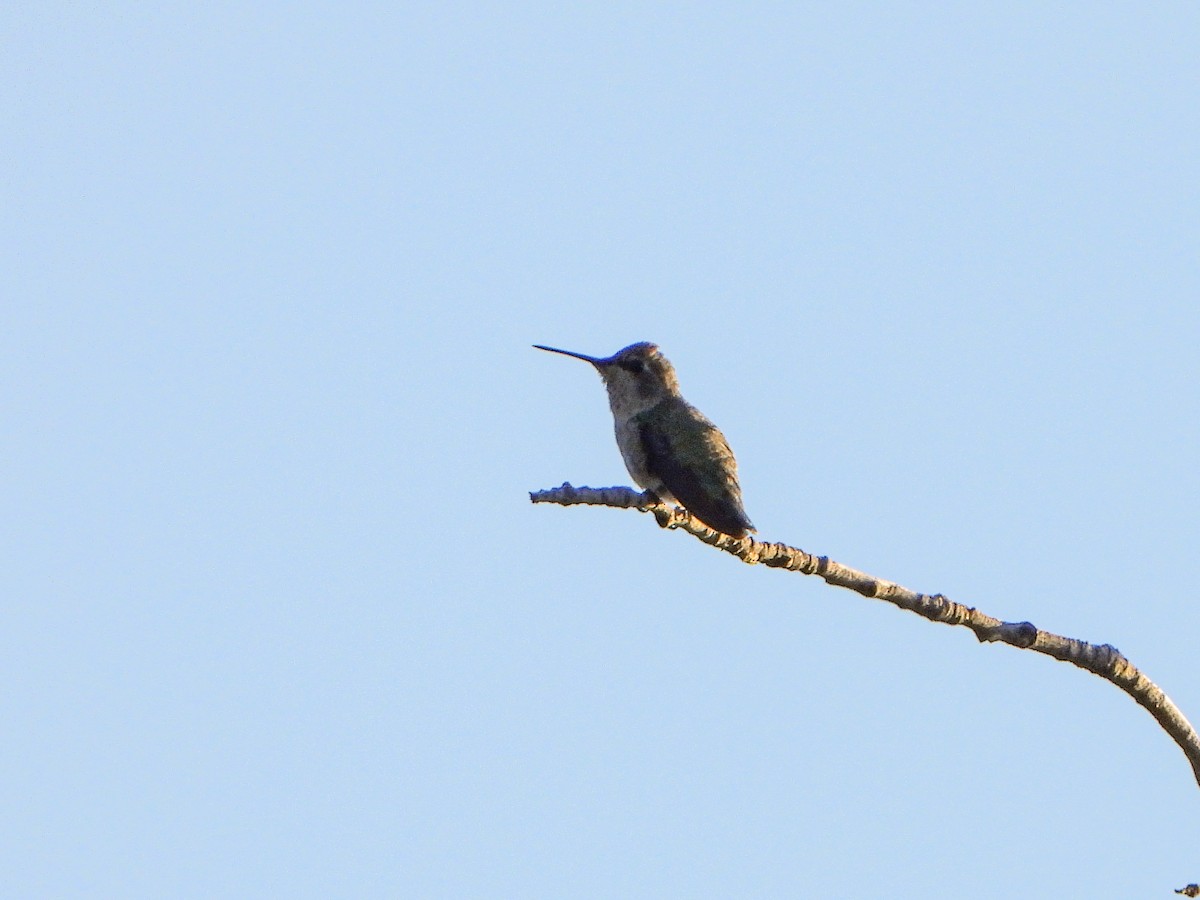 Costa's Hummingbird - ML643199402