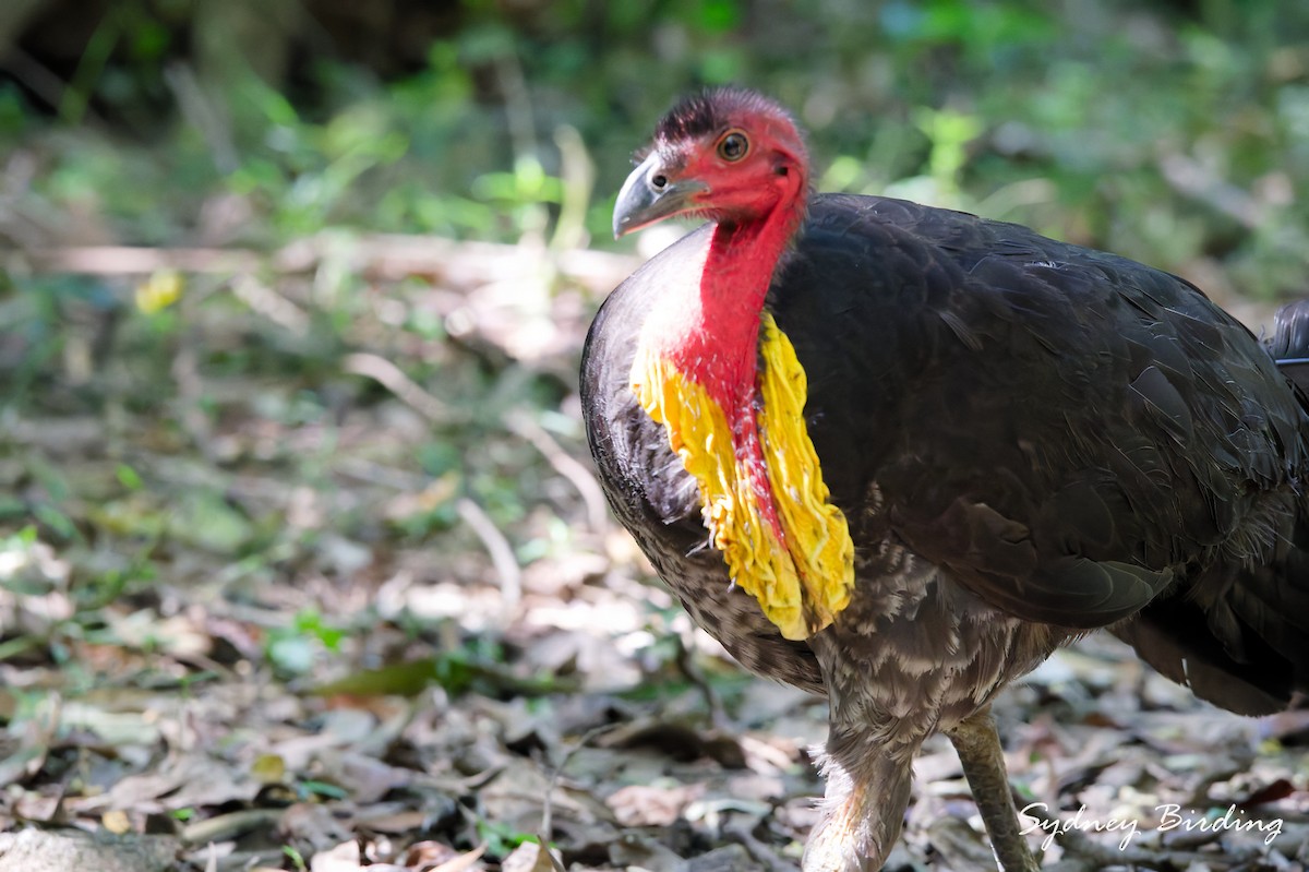 Australian Brushturkey - ML643199411