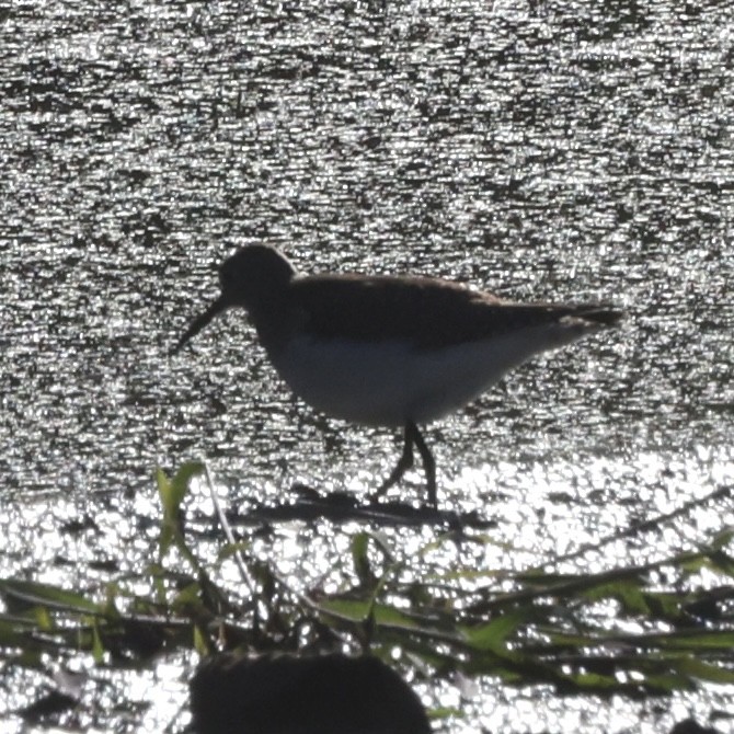 Kuliska (Tringa) sp. - ML643199413