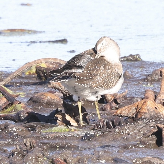 Kuliska (Tringa) sp. - ML643199414