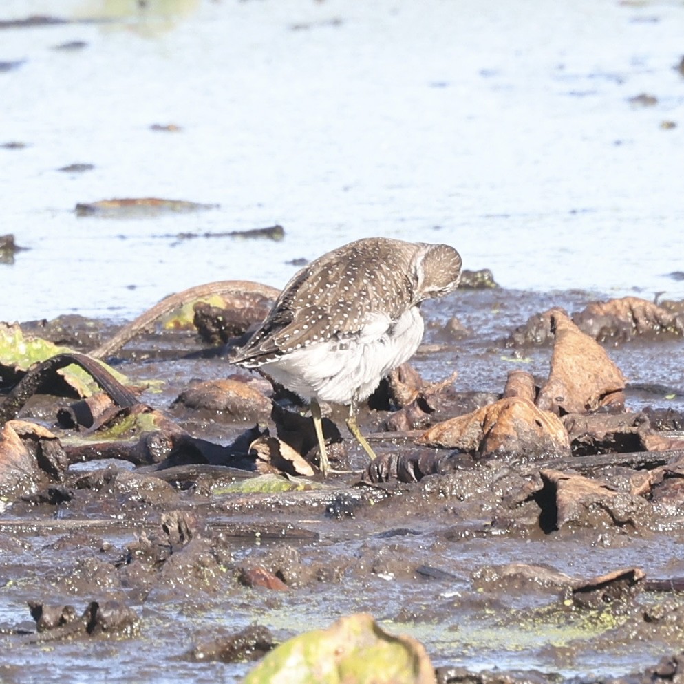 Kuliska (Tringa) sp. - ML643199415