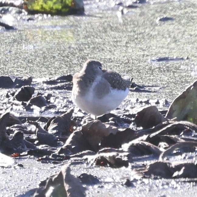 Kuliska (Tringa) sp. - ML643199416