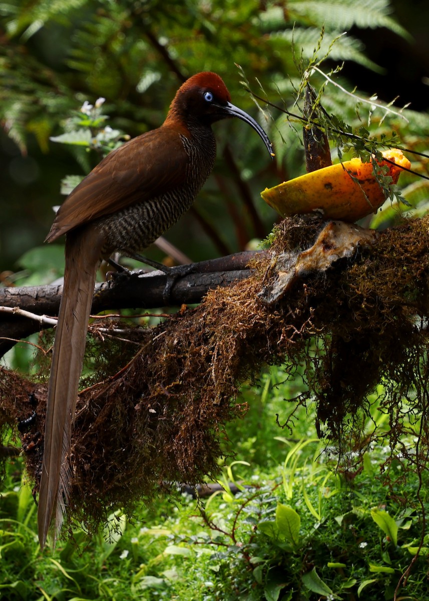 Brown Sicklebill - ML643199418