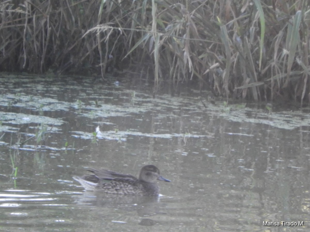 Green-winged Teal - ML643199420