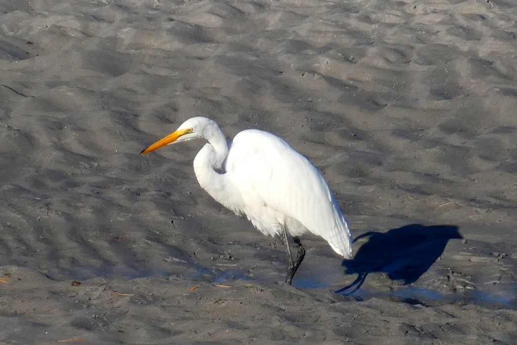 Grande Aigrette - ML643199426