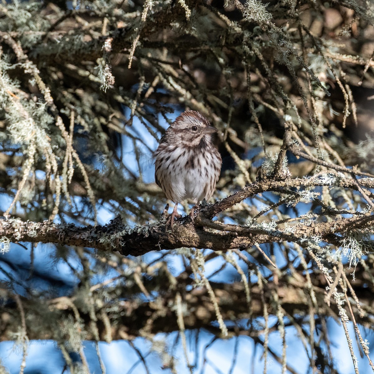 Song Sparrow - ML643199439