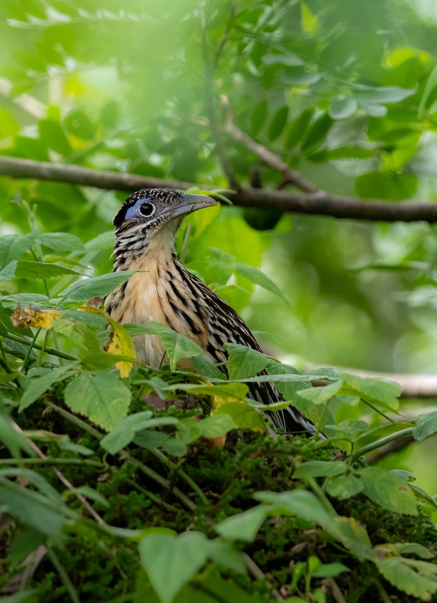 Lesser Roadrunner - ML643199441
