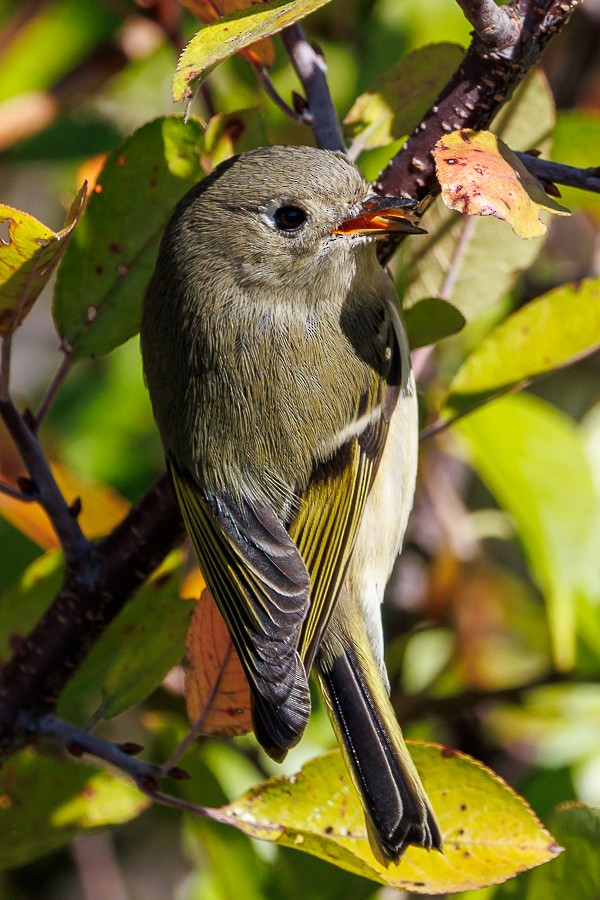 Ruby-crowned Kinglet - ML643199446