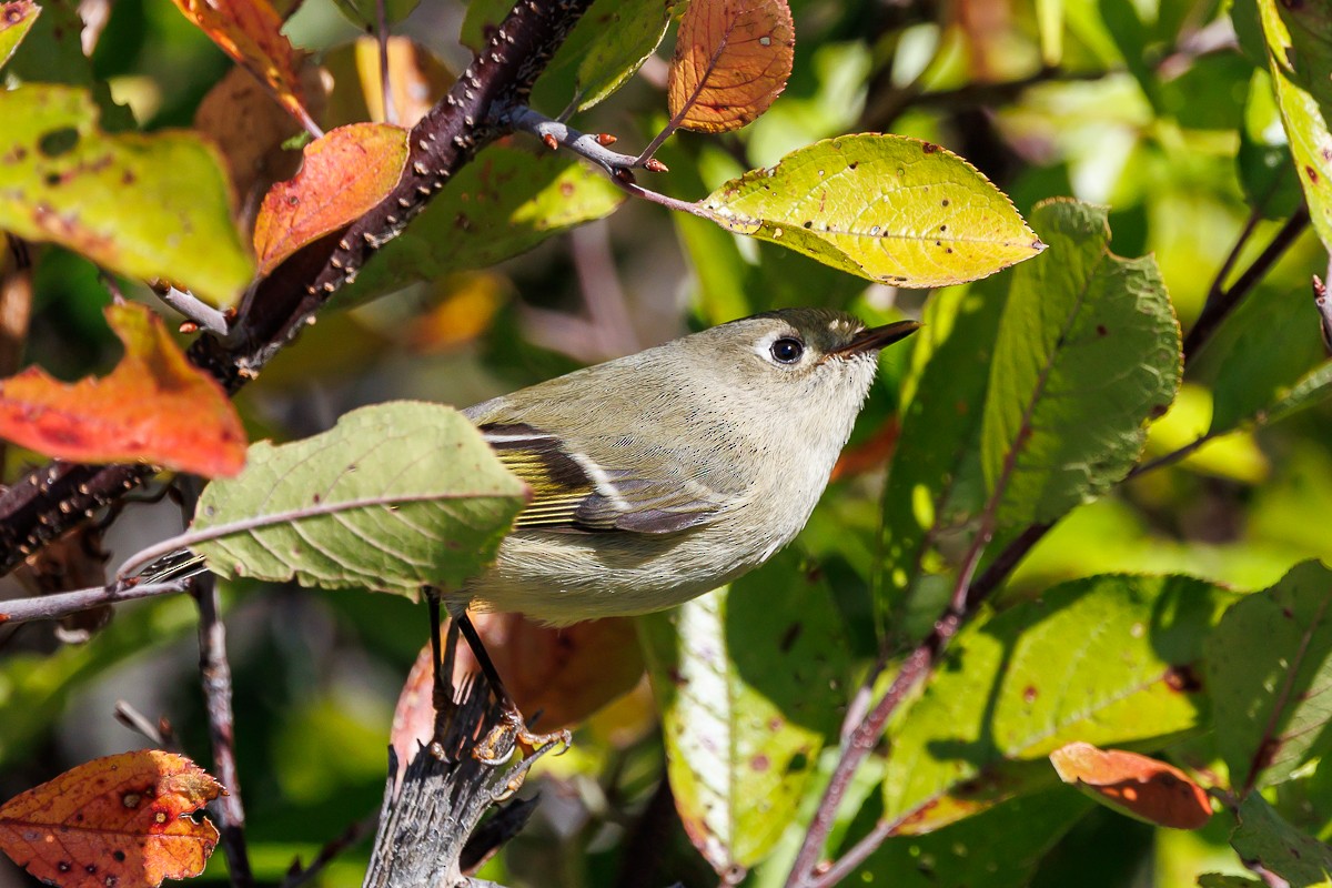 Ruby-crowned Kinglet - ML643199447