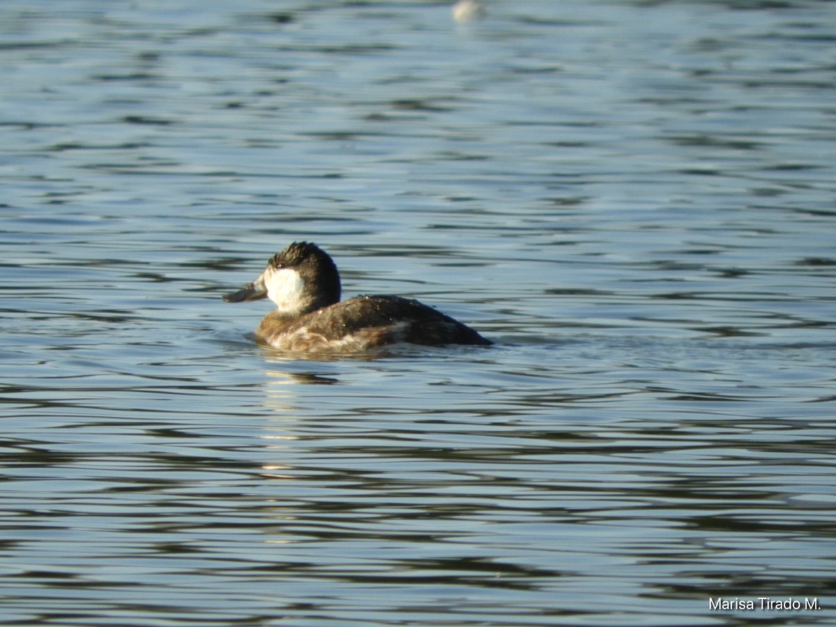 Ruddy Duck - ML643199465