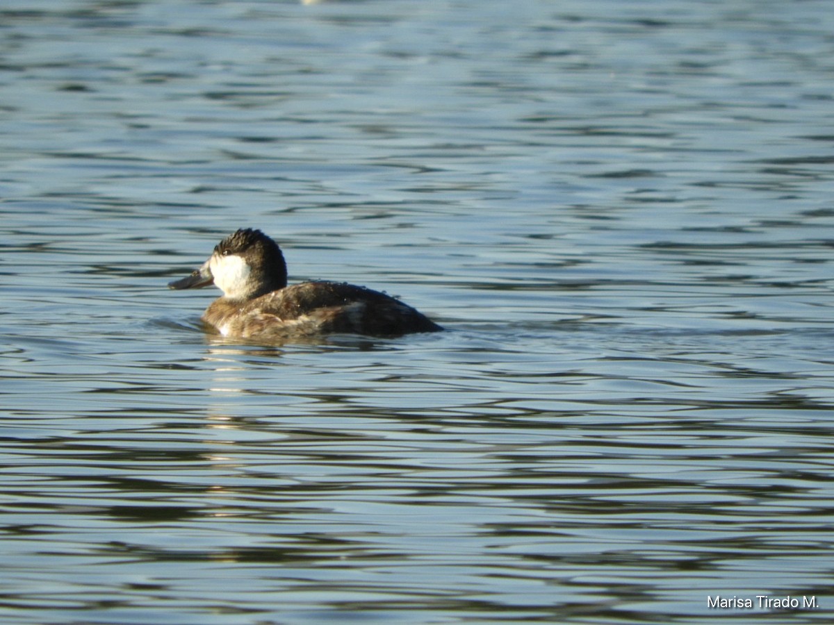 Ruddy Duck - ML643199466
