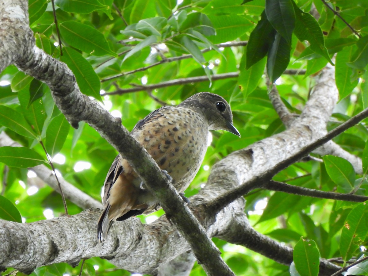 Blue Cotinga - ML643199474