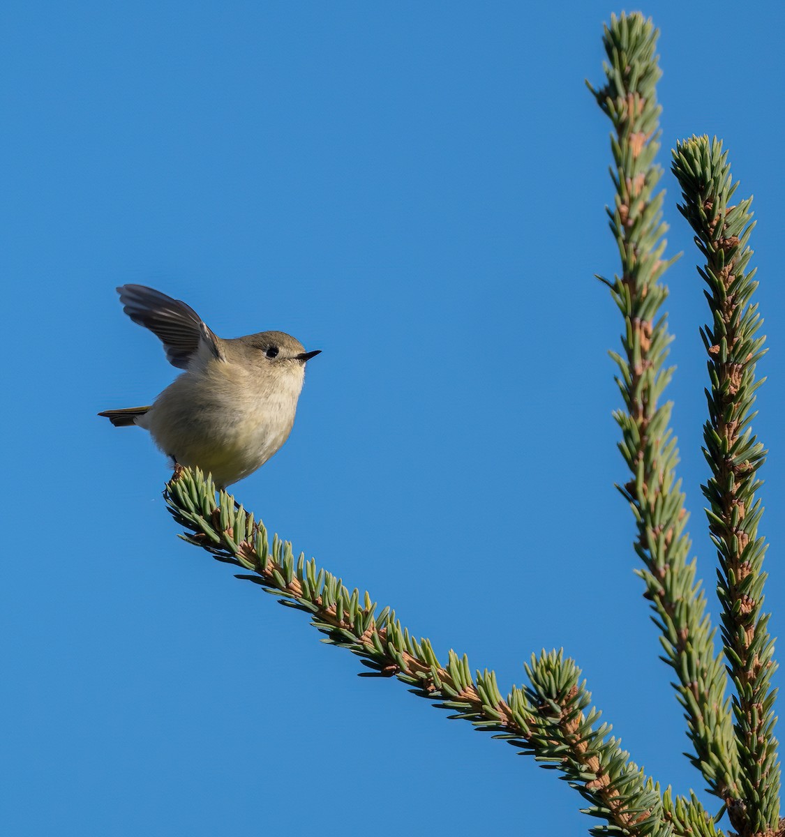 Ruby-crowned Kinglet - ML643199481