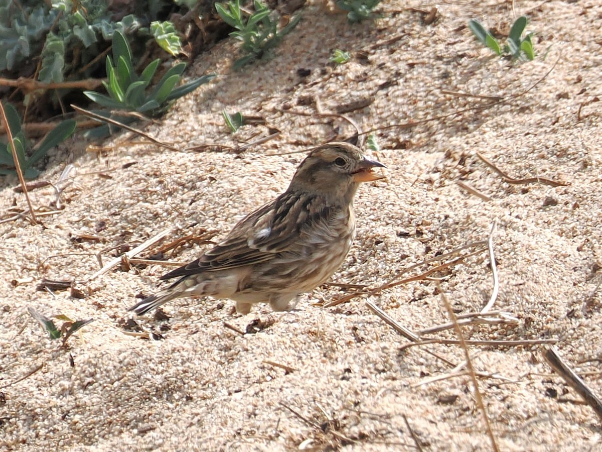 Rock Sparrow - ML643199497