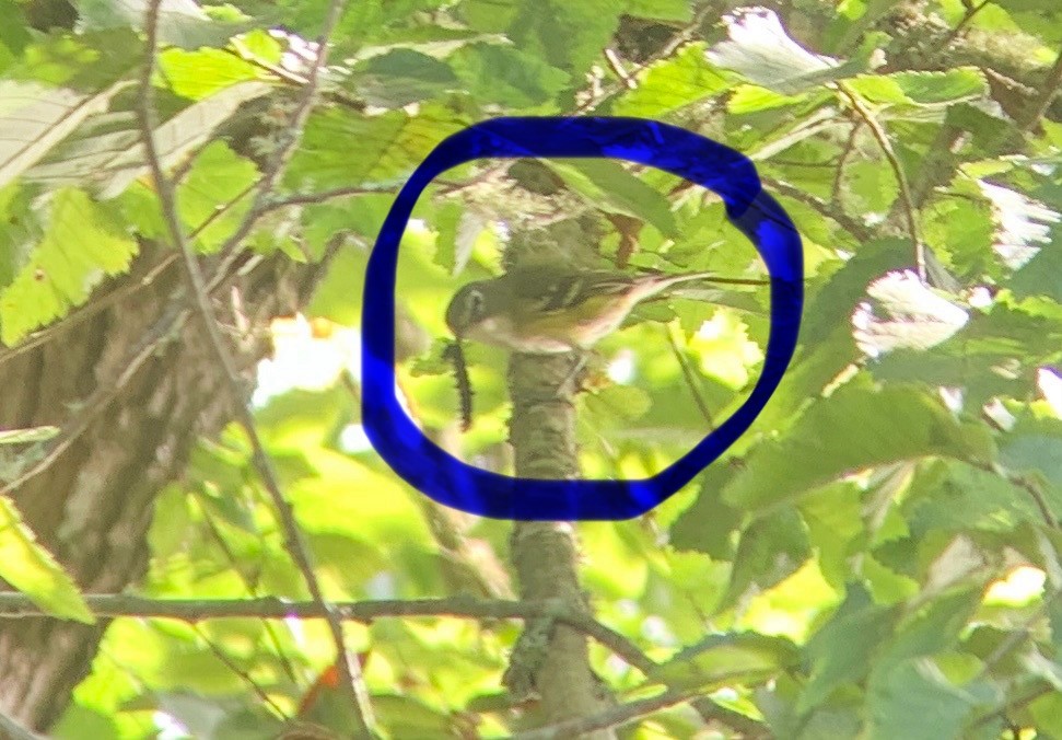 Blue-headed Vireo - ML643199499