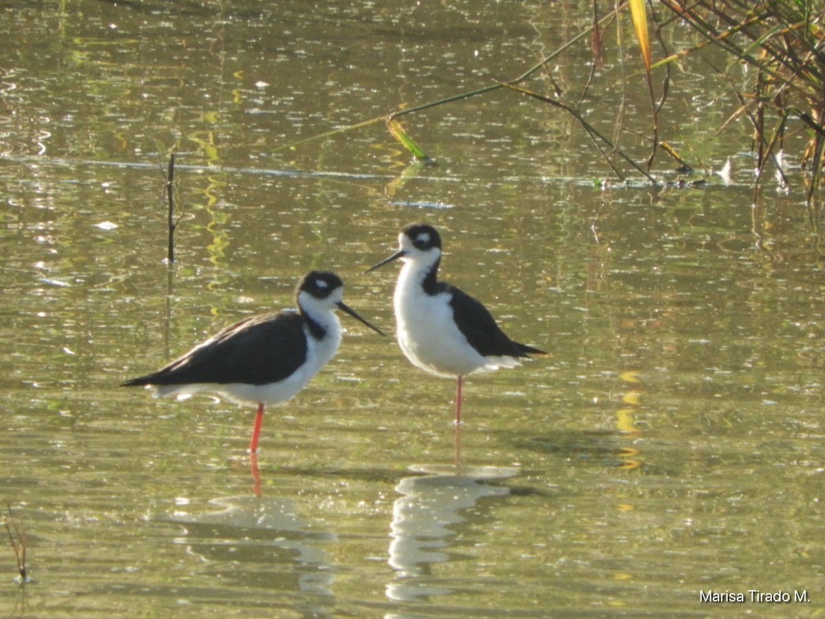 Black-necked Stilt - ML643199522
