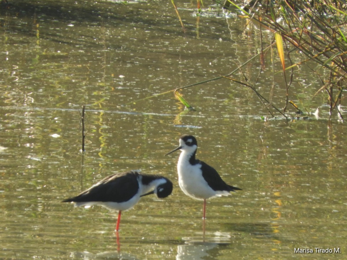 Black-necked Stilt - ML643199523