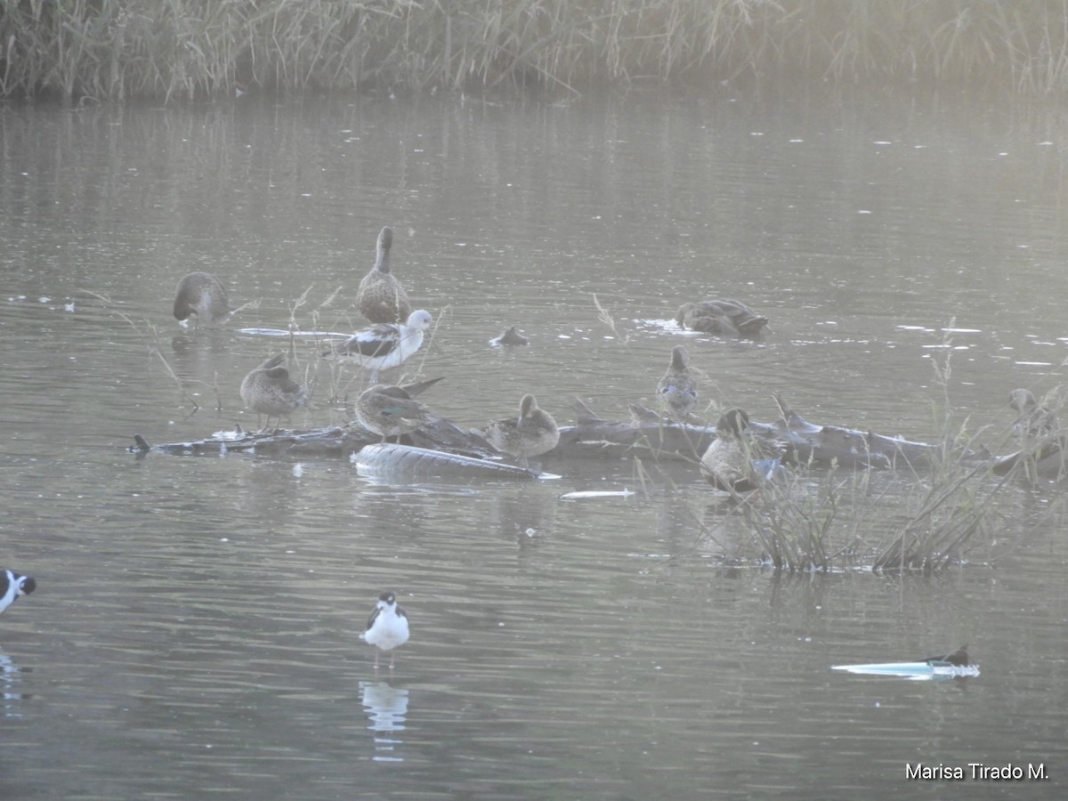 Black-necked Stilt - ML643199524