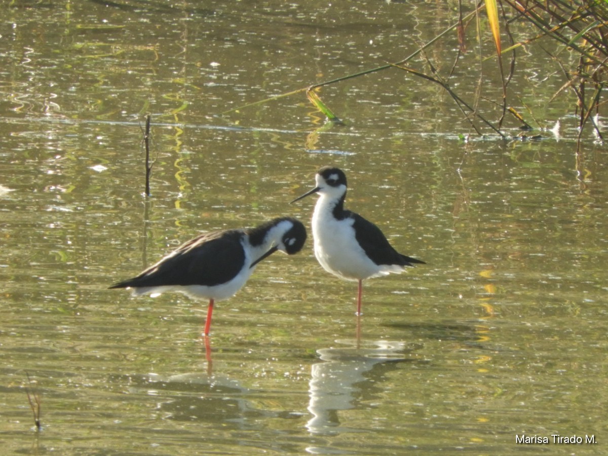 Black-necked Stilt - ML643199525