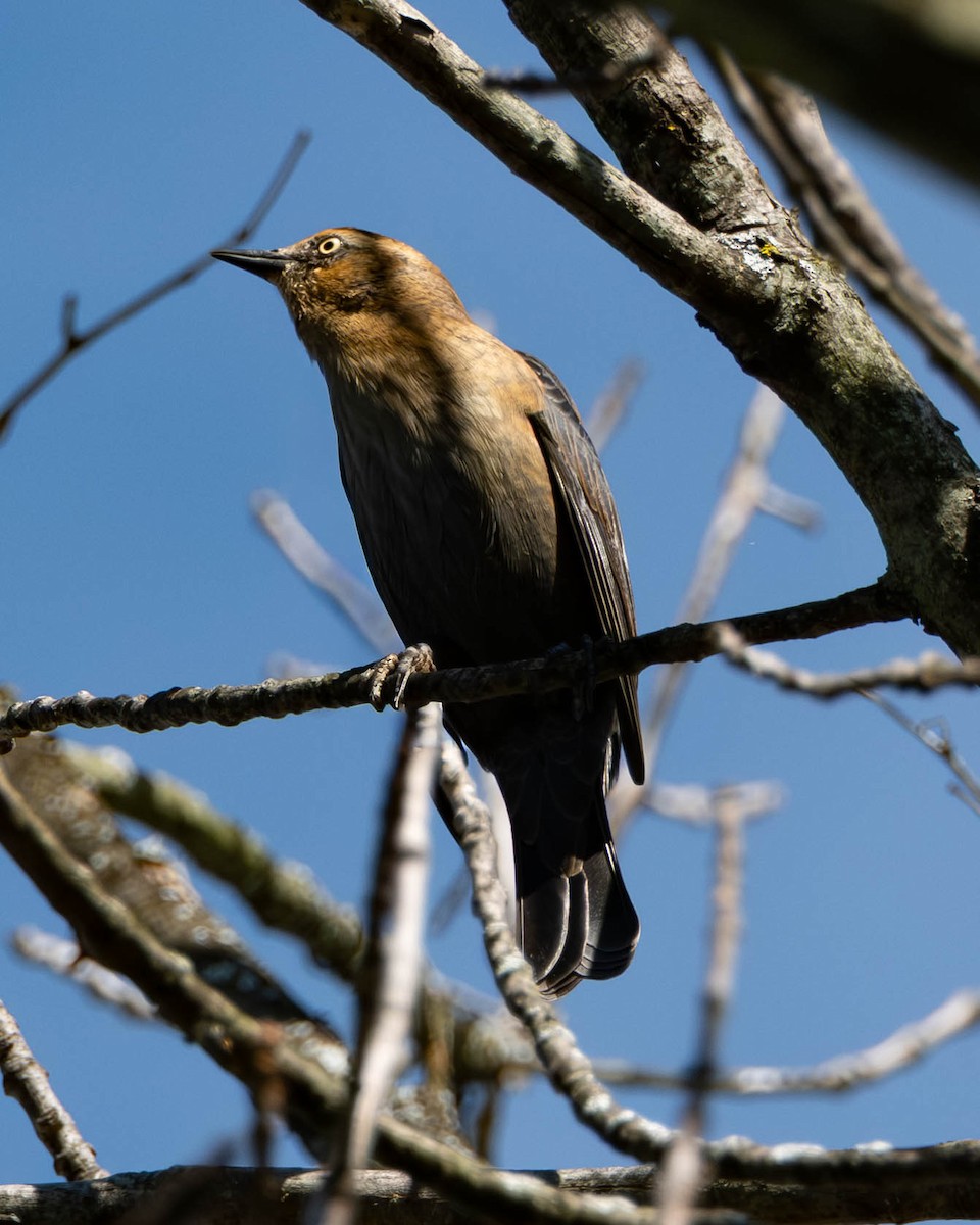 Rusty Blackbird - ML643199532