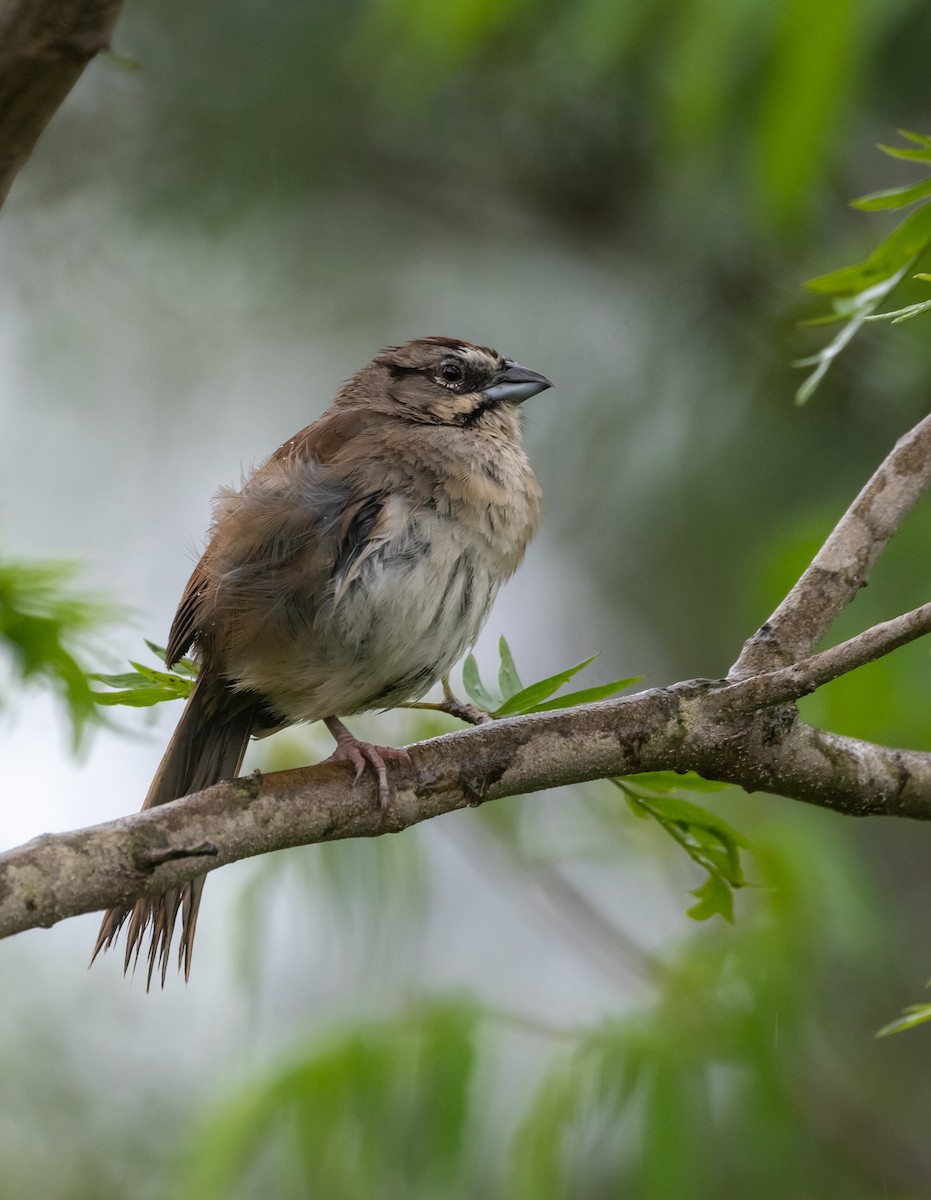 Rusty Sparrow - ML643199544