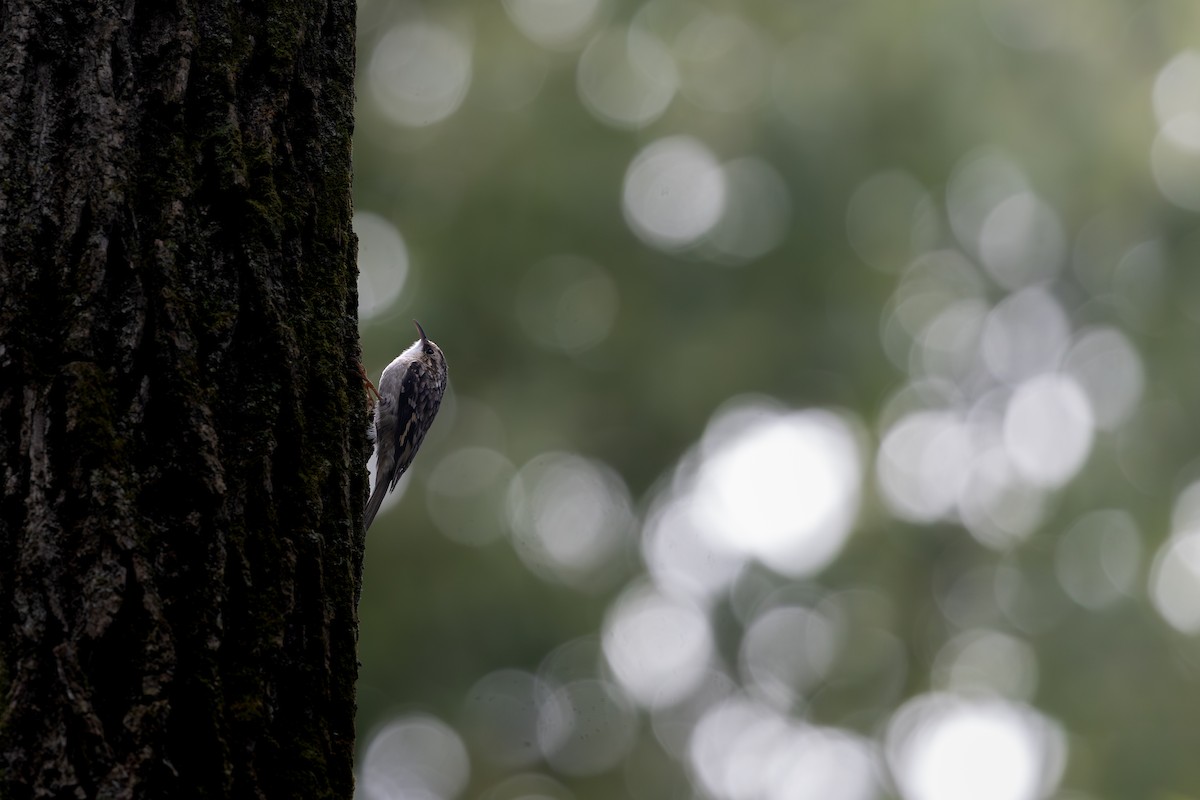 šoupálek americký - ML643199551