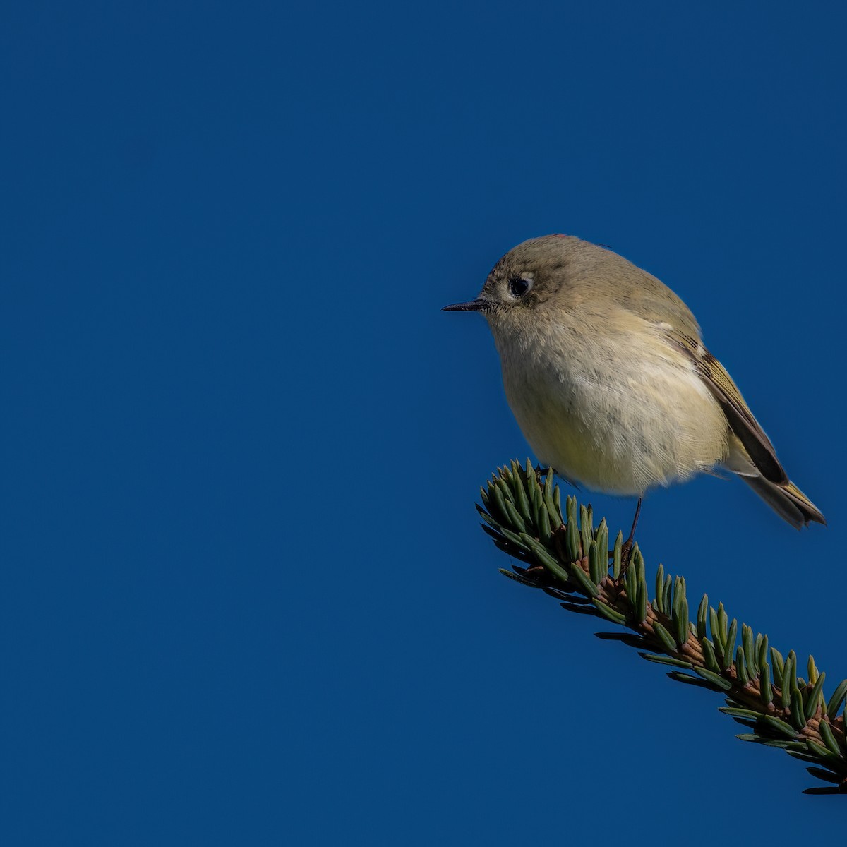 Ruby-crowned Kinglet - ML643199562