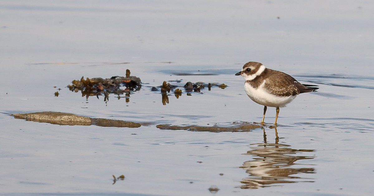 Semipalmated Plover - ML643199563