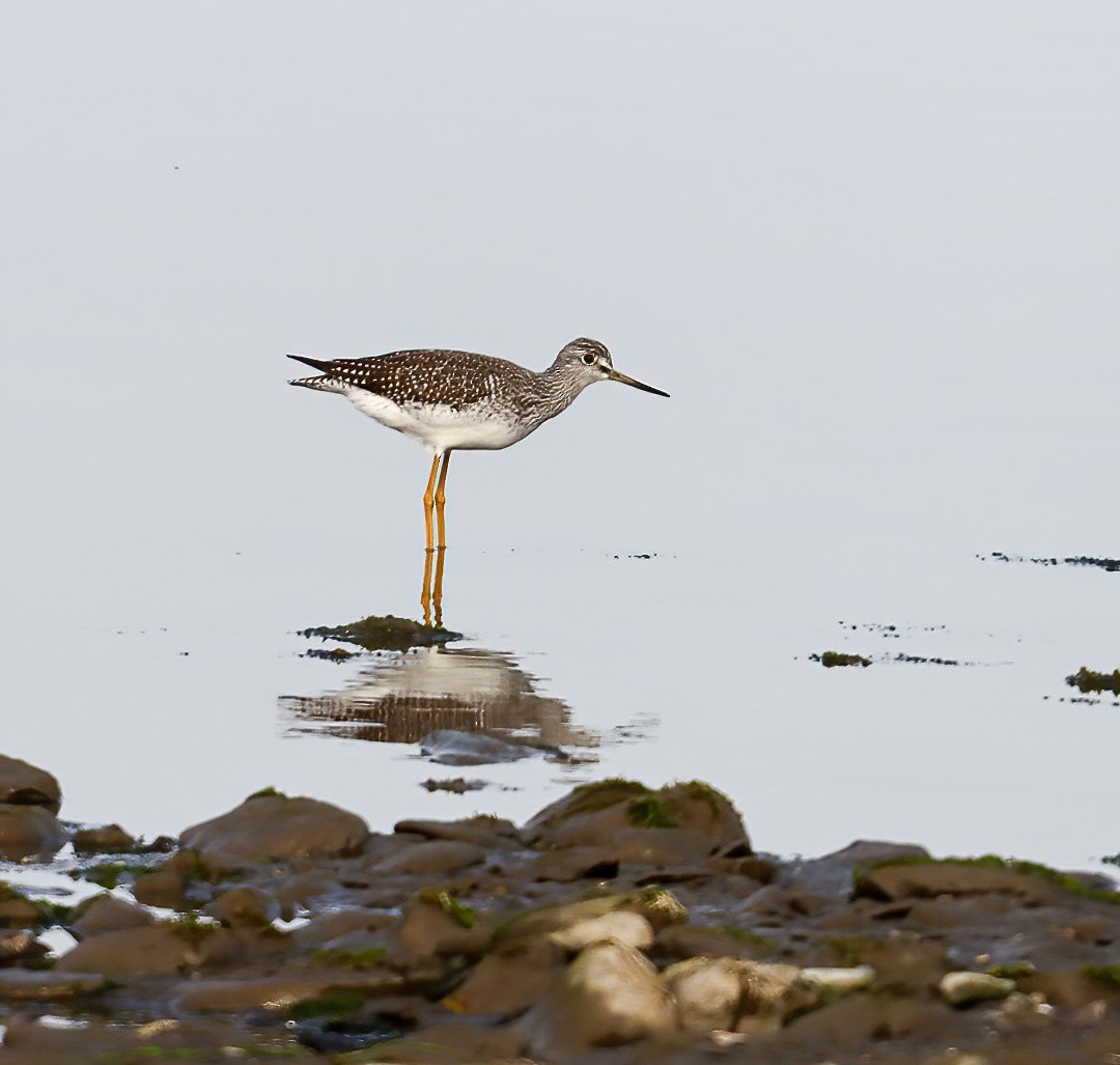 Greater Yellowlegs - ML643199565
