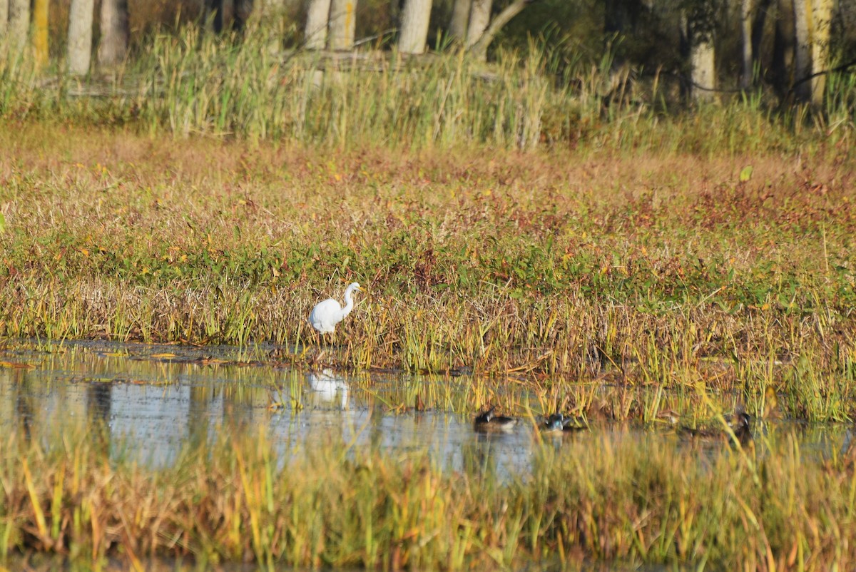 Grande Aigrette - ML643199566