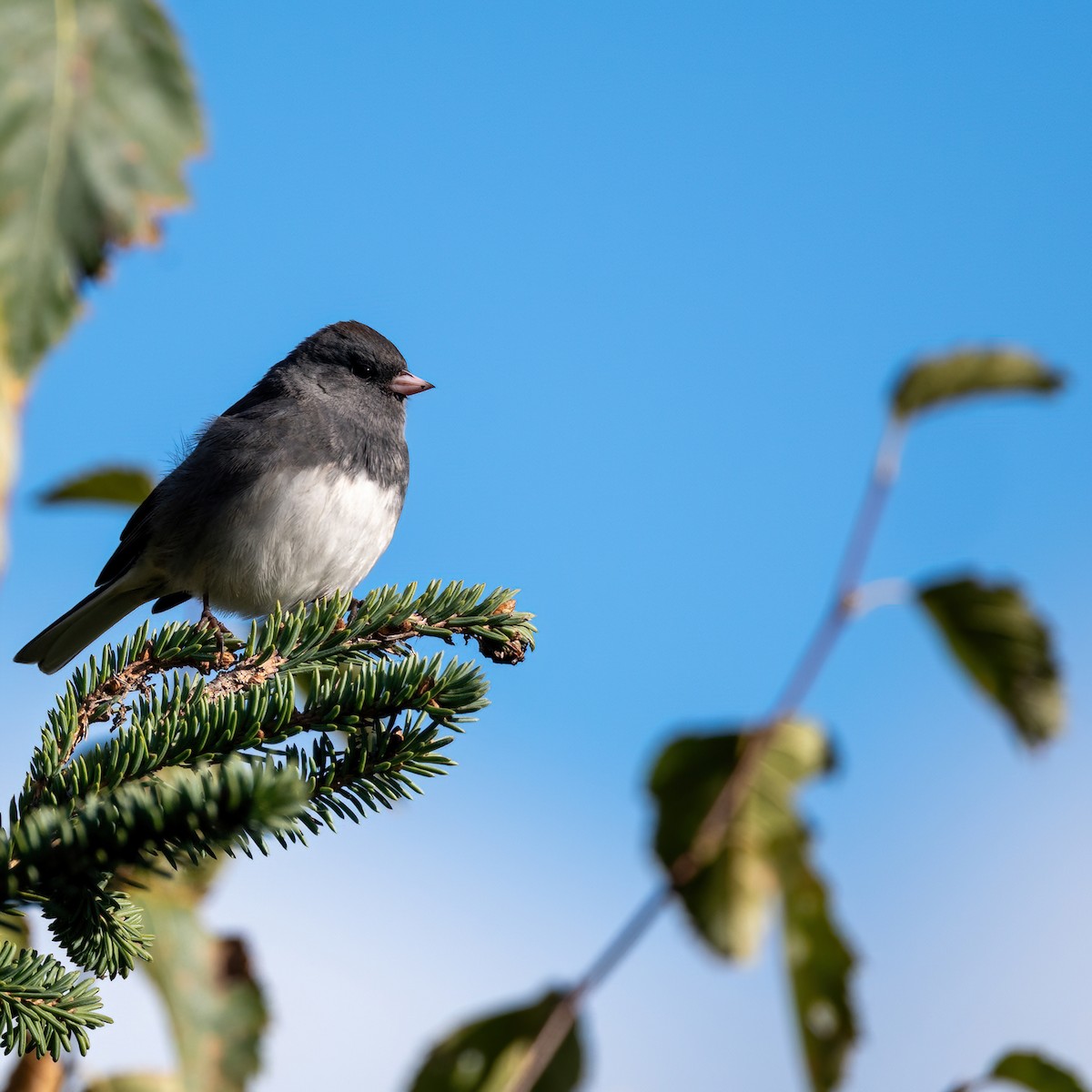 Dark-eyed Junco - ML643199576