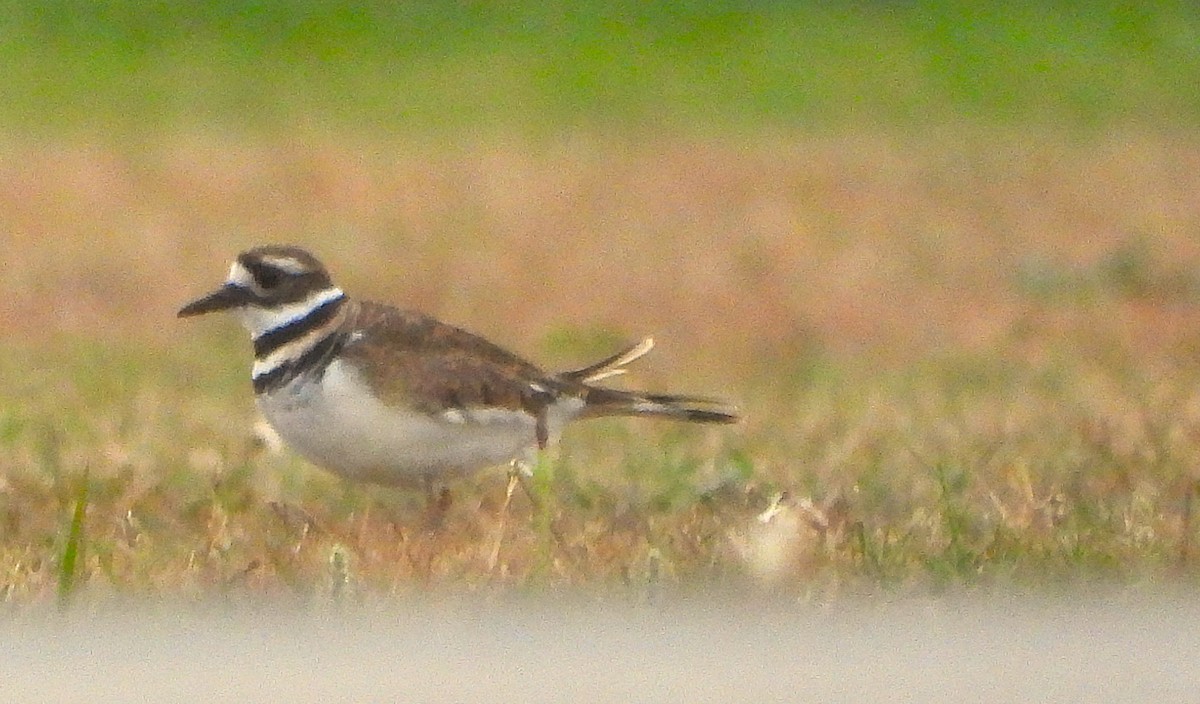 Killdeer - ML643199593