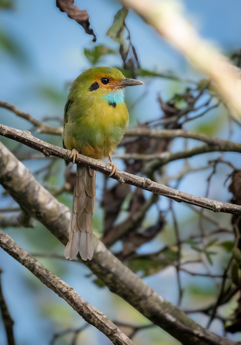 Blue-throated Motmot - ML643199601