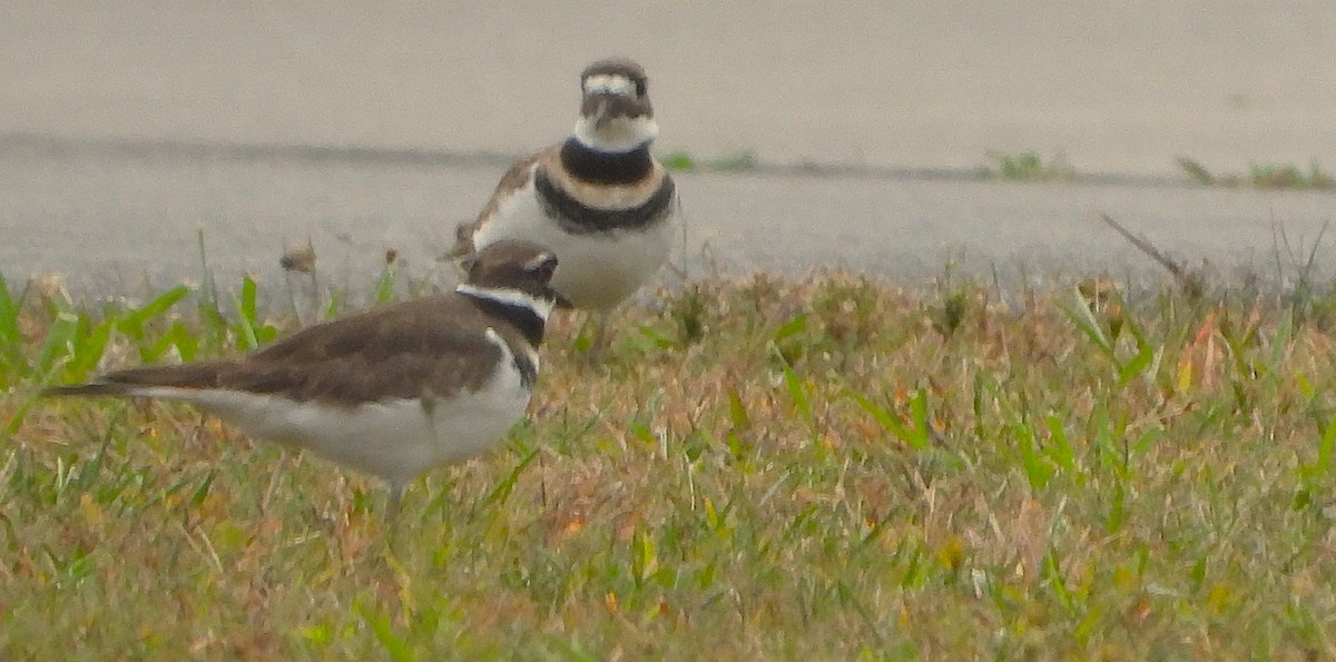 Killdeer - ML643199602