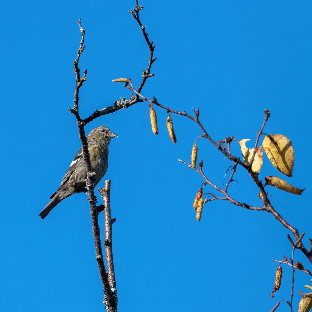 White-winged Crossbill - ML643199634