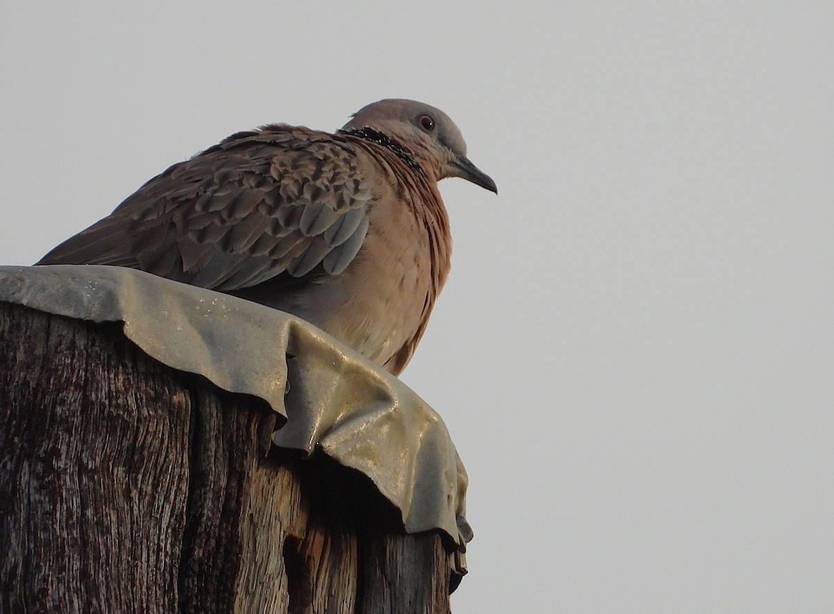 Spotted Dove - ML643199655