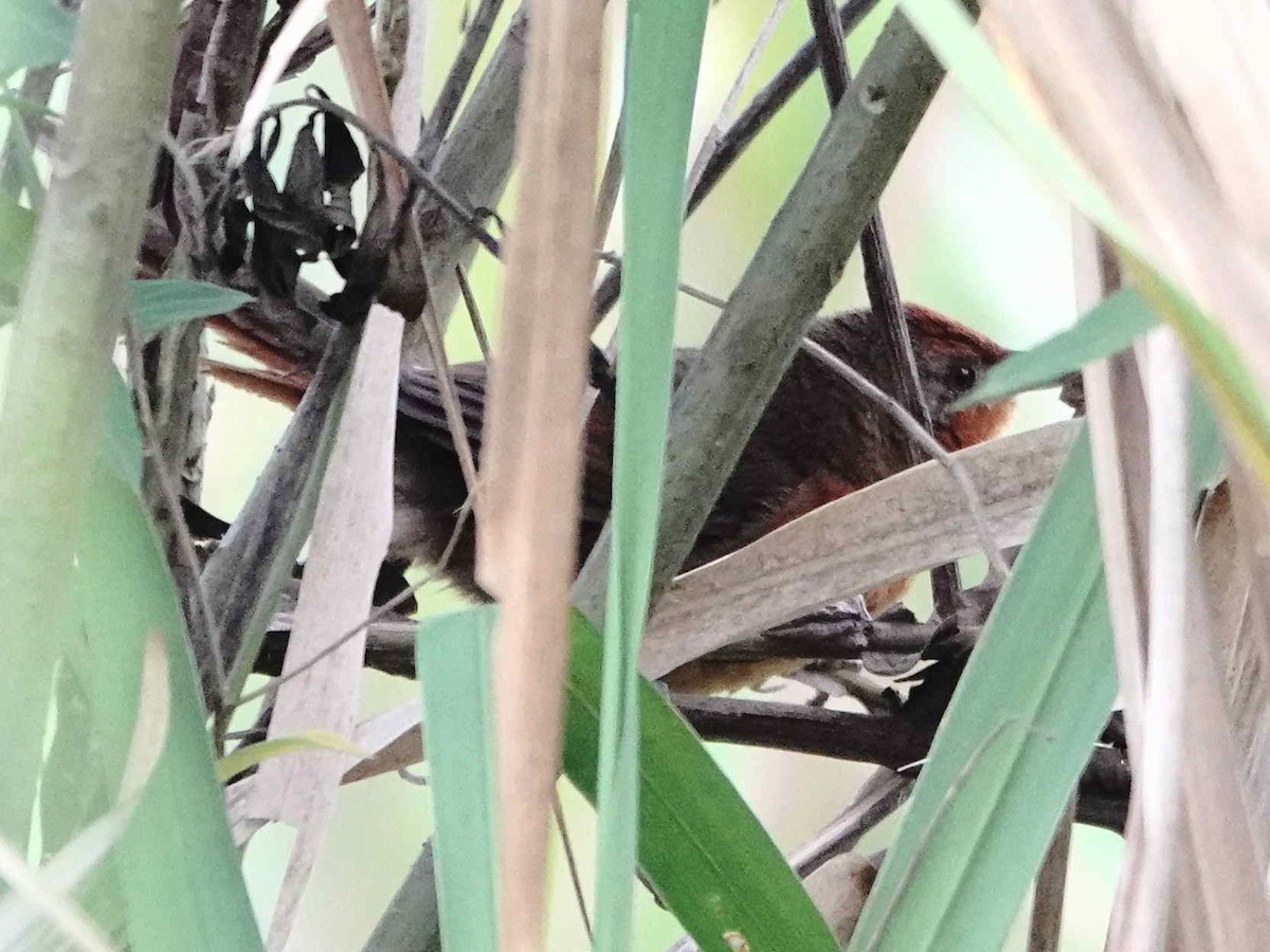 Orange-breasted Thornbird - ML643199656