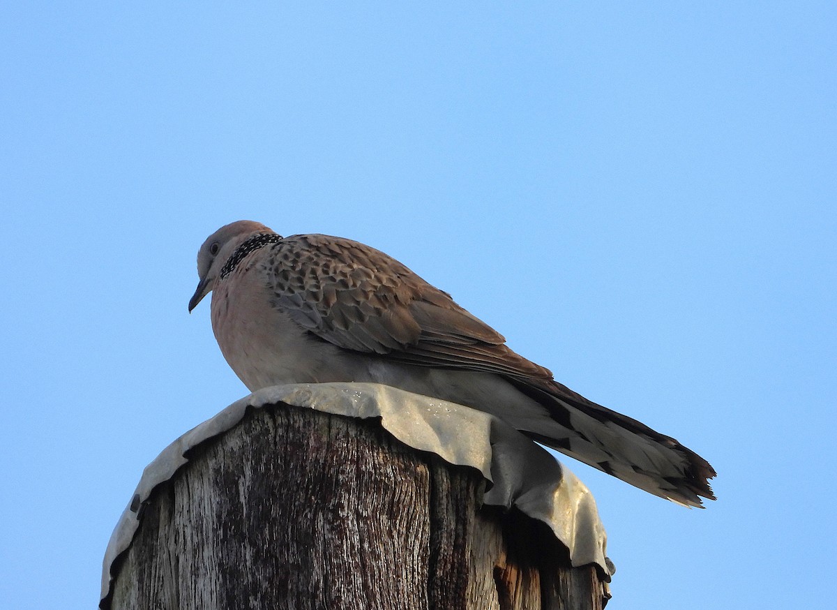 Spotted Dove - ML643199663
